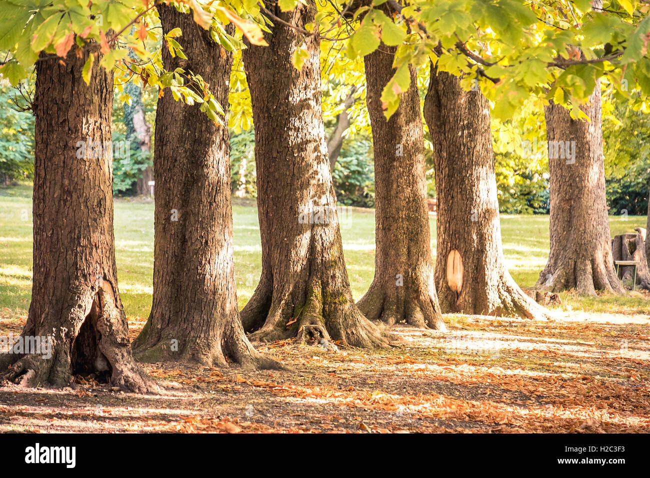 Baumstämme Rudern Herbst park Stockfoto