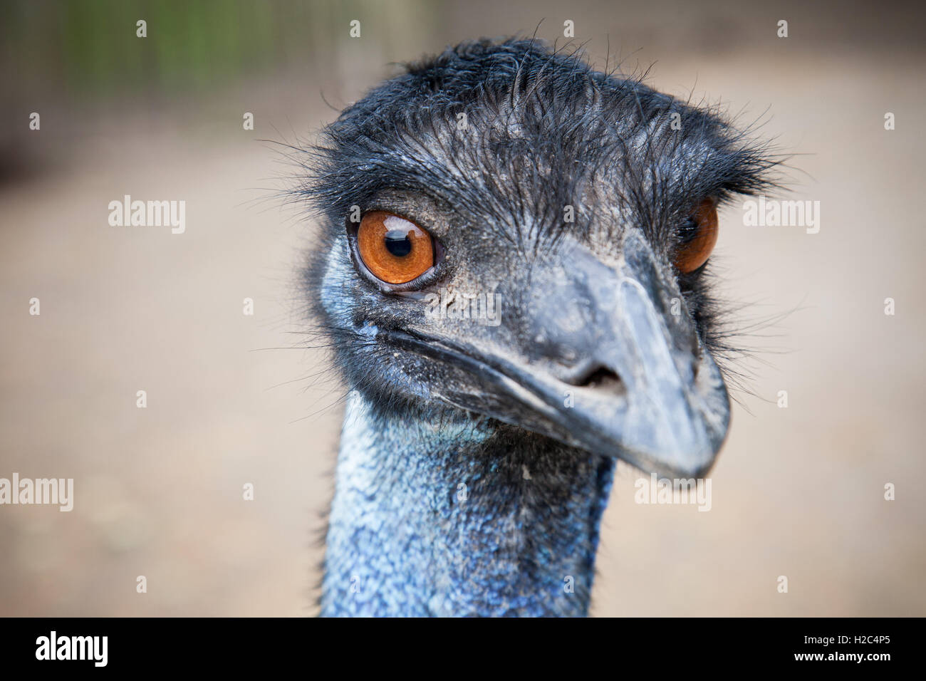 Closeup Portrait von Strauß mit orangefarbenen Augen Stockfoto