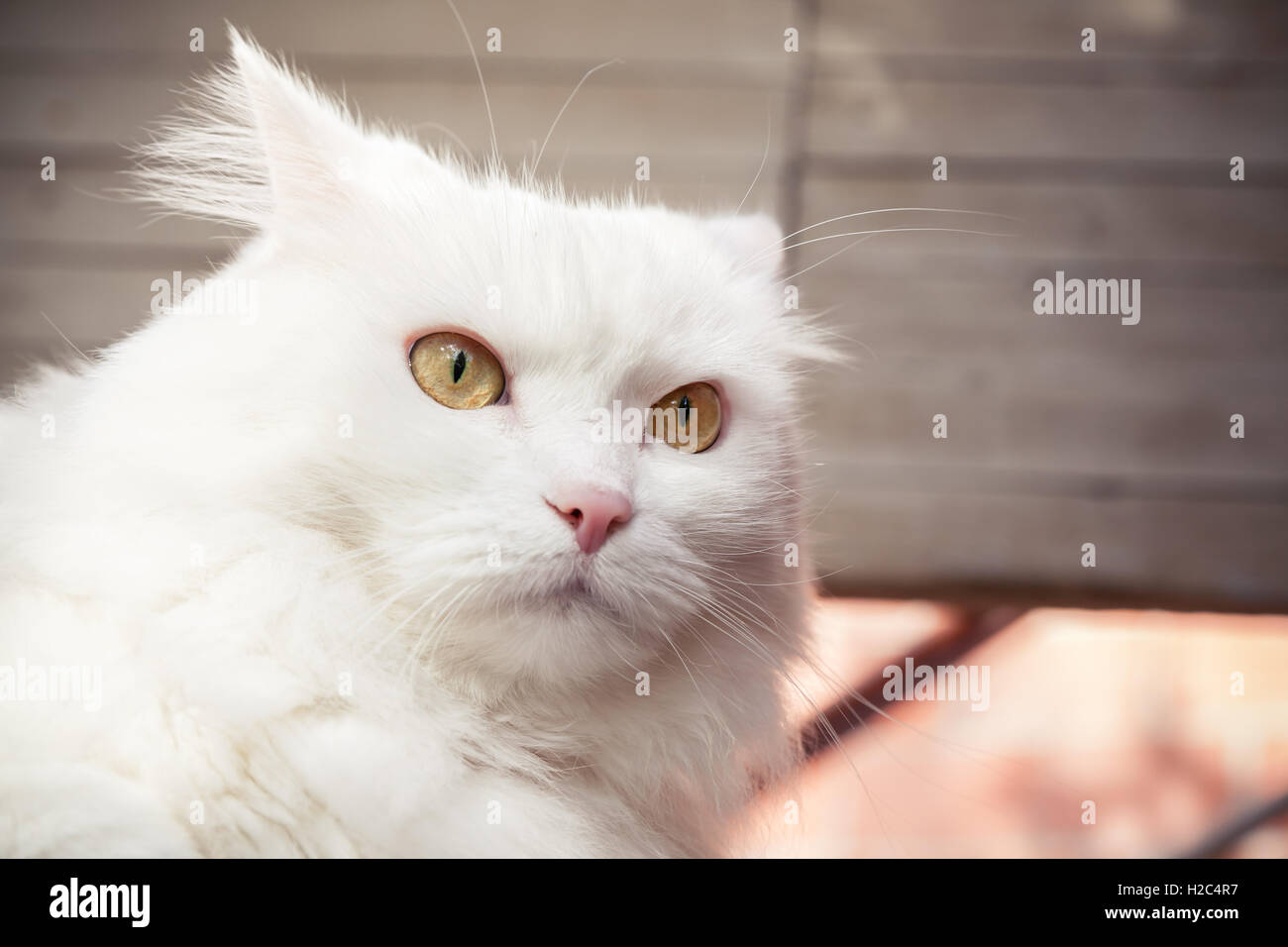 Closeup Portrait weiße flauschige Katze mit gelben Augen Stockfoto