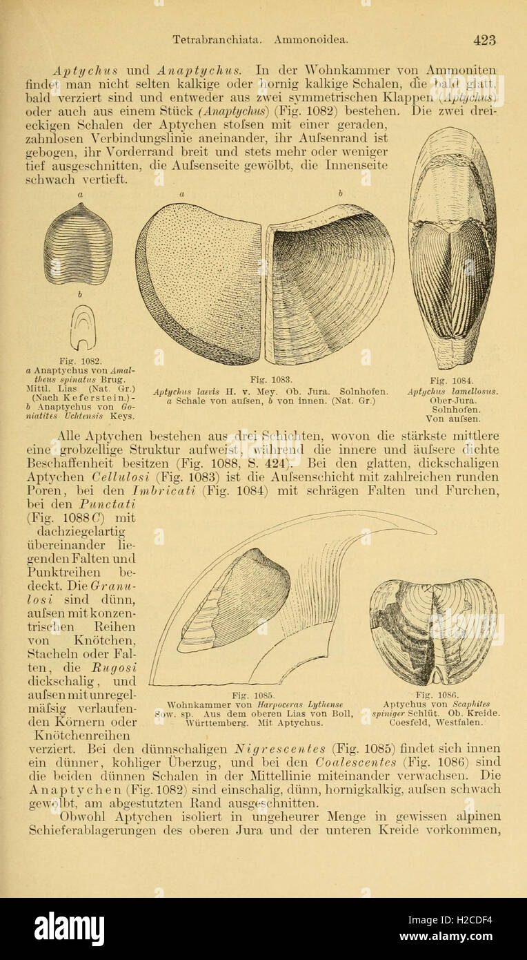 Echtes Trilobiten Fossil – Naturbelassenes Sammlerstück, 7x6 Cm, Als Deko Oder Lernobjekt Für Paläontologie