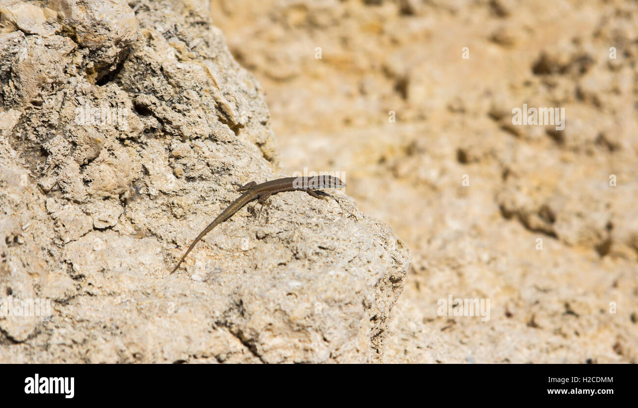 Eine männliche Malteser Mauereidechse (Podarcis Filfolensis Ssp Maltensis) in Comino, Malta. Auch bekannt als eine Filfola-Eidechse Eidechse Stockfoto