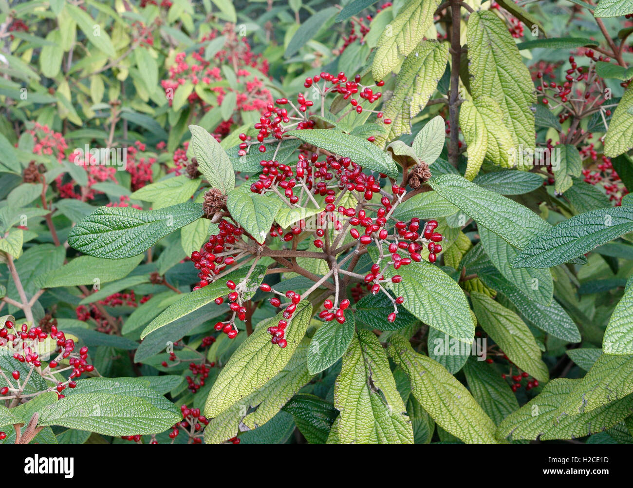 Rote Beeren auf Stängel, Cotoneaster immergrünen Strauch Randpflanze Stockfoto