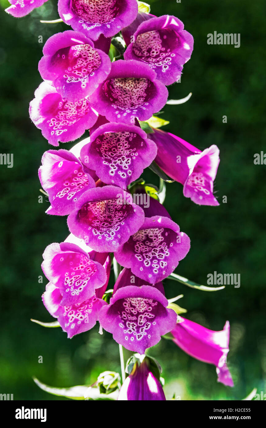 Blüten von Fingerhut, Digitalis Purpurea. Stockfoto