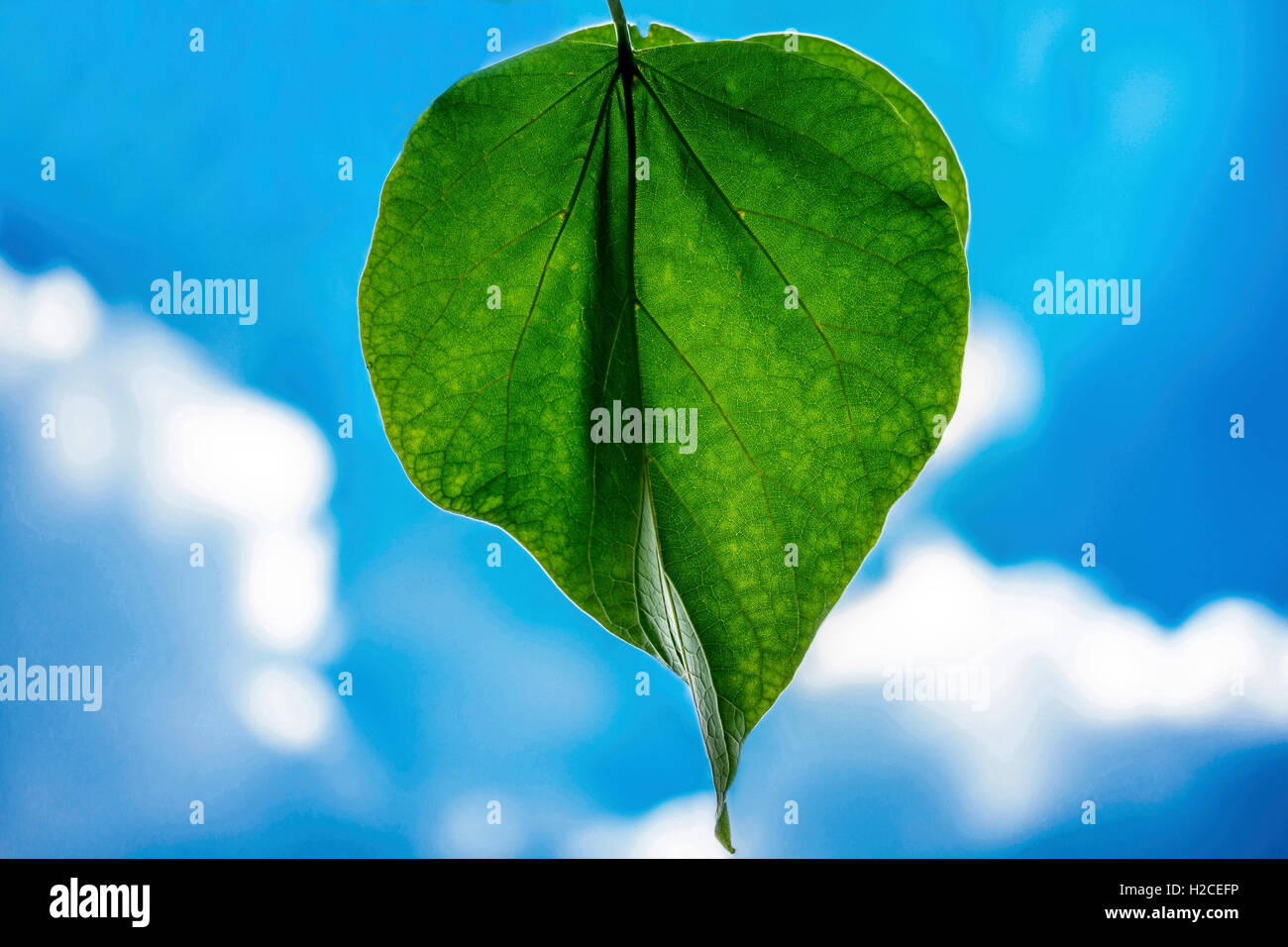 Grünes Blatt auf dem Himmelshintergrund Stockfoto