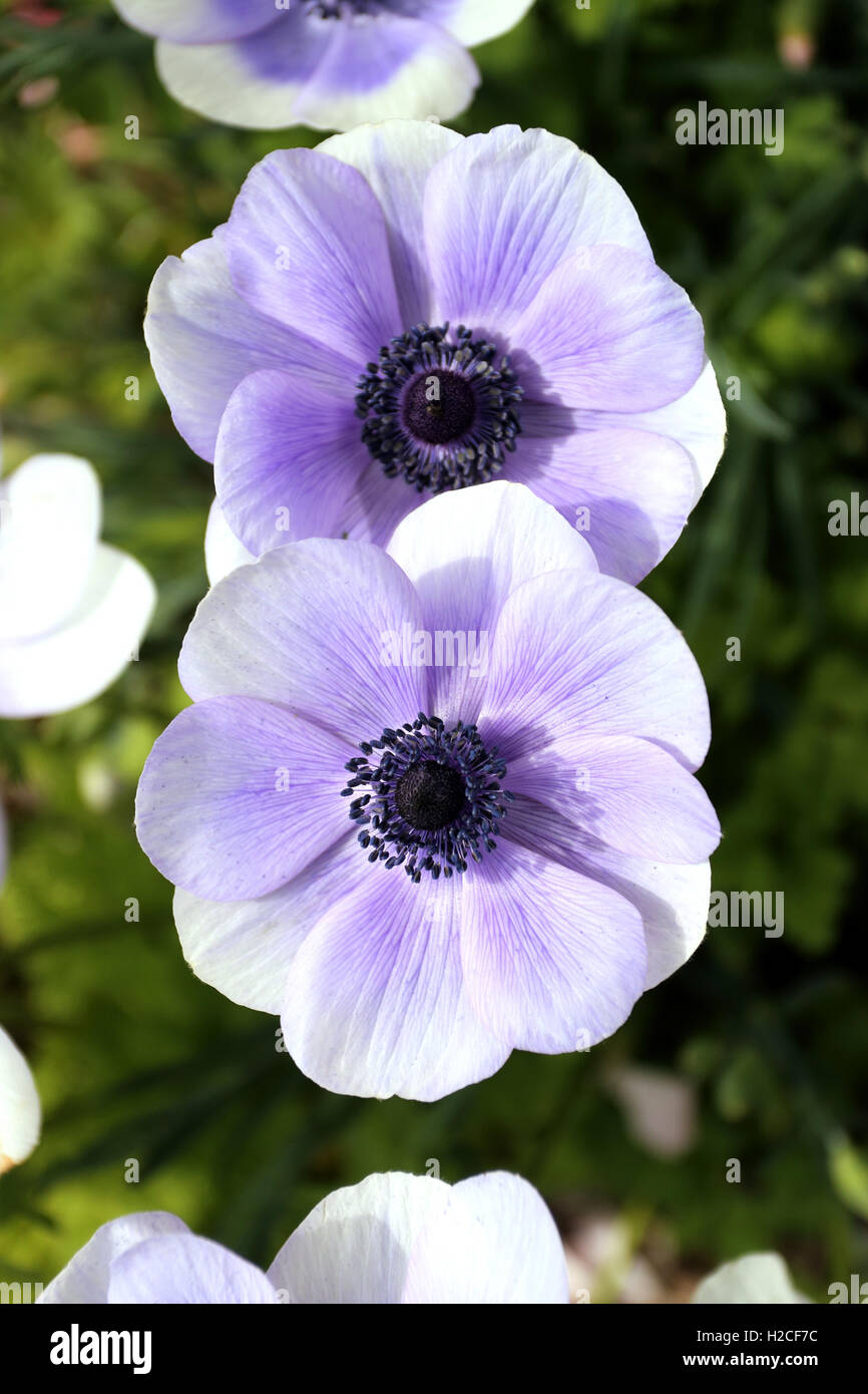 Nahaufnahme eines weißen Anemonen mit lila Schimmer auf Blütenblätter Stockfoto