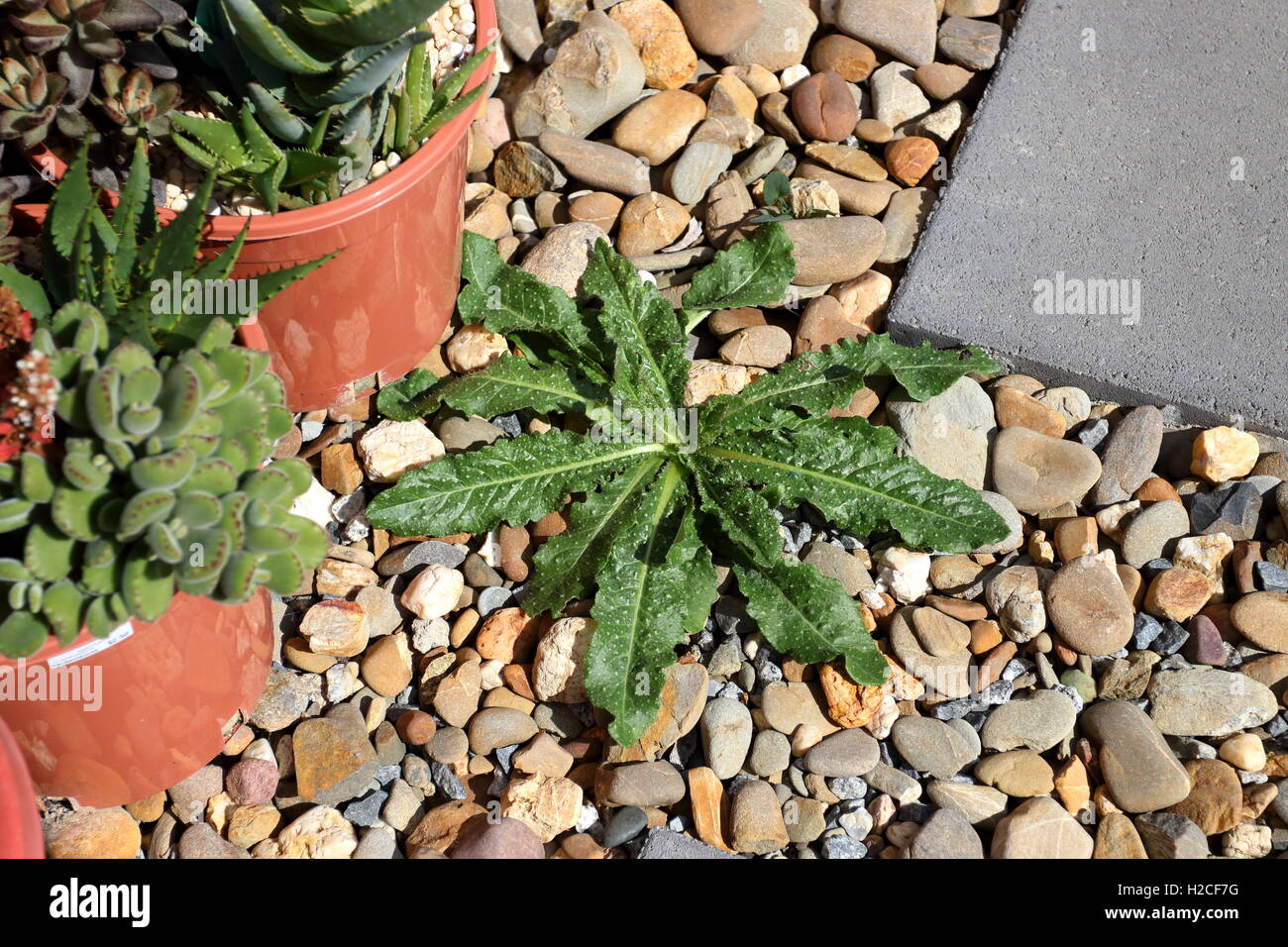 Taraxacum Officinale oder auch bekannt als Löwenzahn Stockfoto