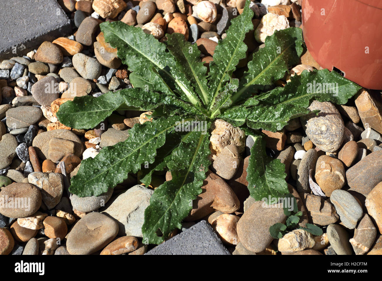 Taraxacum Officinale oder auch bekannt als Löwenzahn Stockfoto