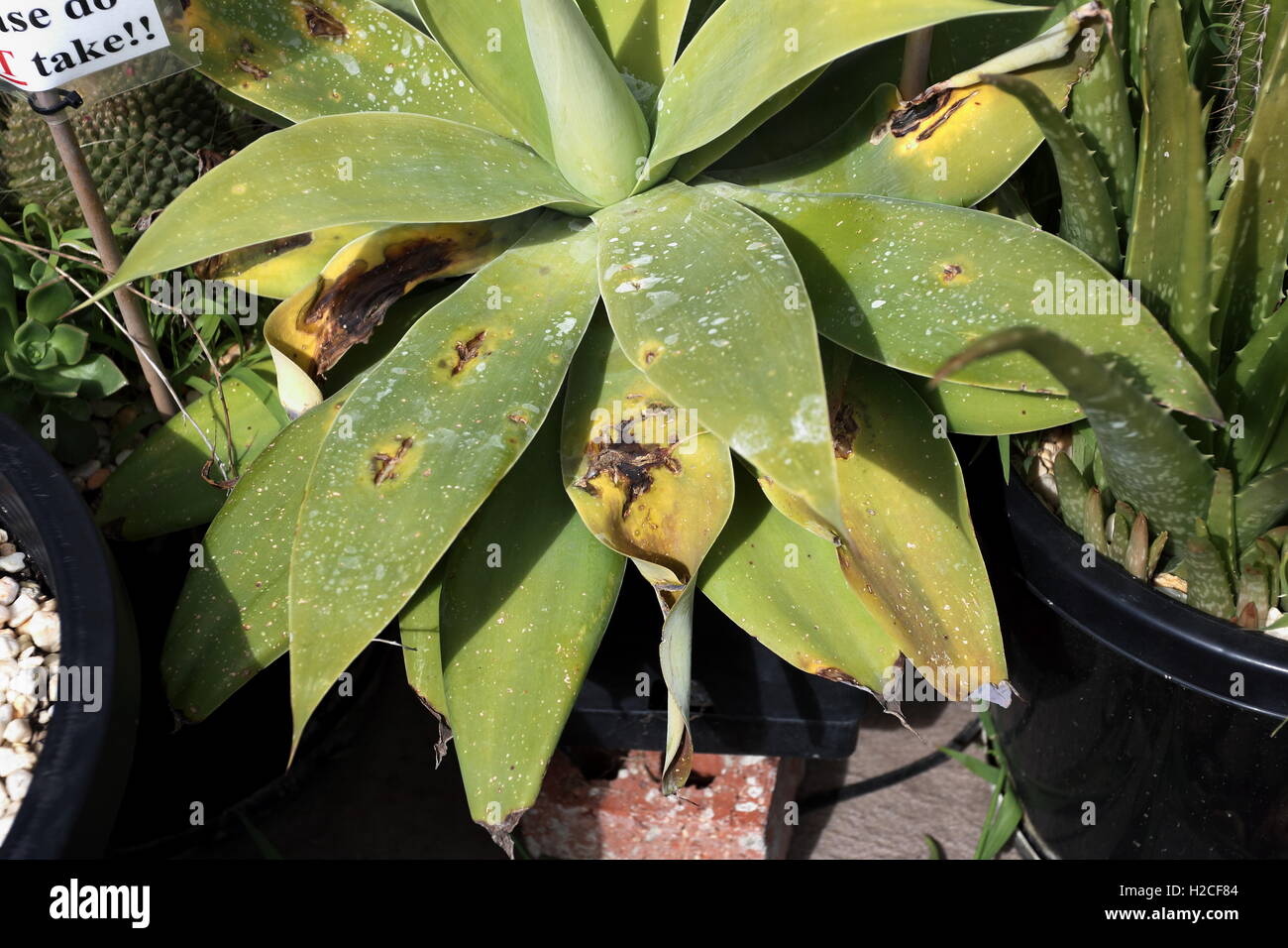 Agave Attenuata Nova oder bekannt als blaue Form Agave mit beschädigte Blätter Stockfoto Agave Attenuata Nova oder bekannt als blaue Form Agave mit beschädigte Blätter Stockfoto