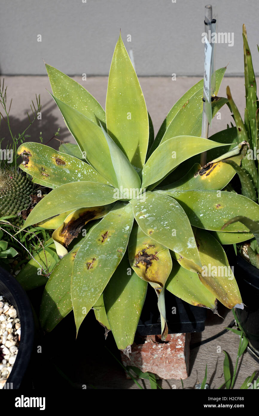 Agave Attenuata Nova oder bekannt als blaue Form Agave mit beschädigte Blätter Stockfoto Agave Attenuata Nova oder bekannt als blaue Form Agave mit beschädigte Blätter Stockfoto