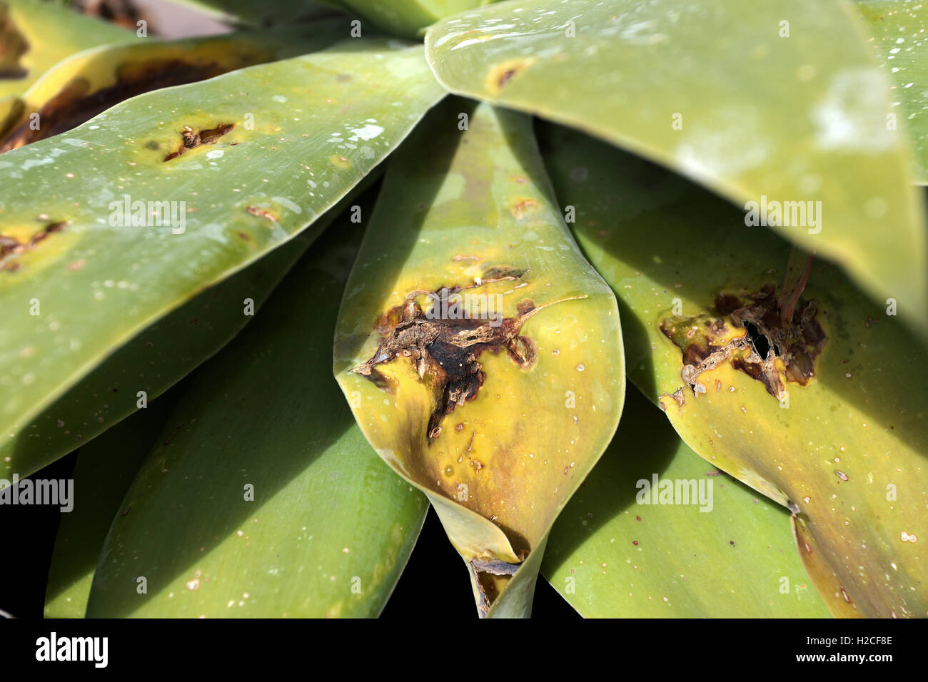 Nahaufnahme von Agave Attenuata Nova oder bekannt als blaue Form Agave mit beschädigte Blätter Stockfoto Nahaufnahme von Agave Attenuata Nova oder bekannt als blaue Form Agave mit beschädigte Blätter Stockfoto
