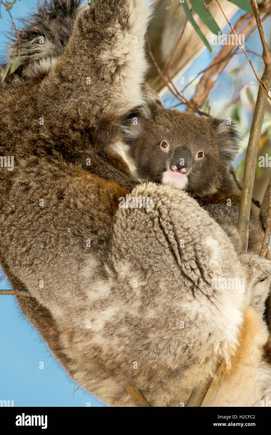 Ein weibliches wild Koala und ihr Joey in einem Baum in den Adelaide Hills Australien Stockfoto