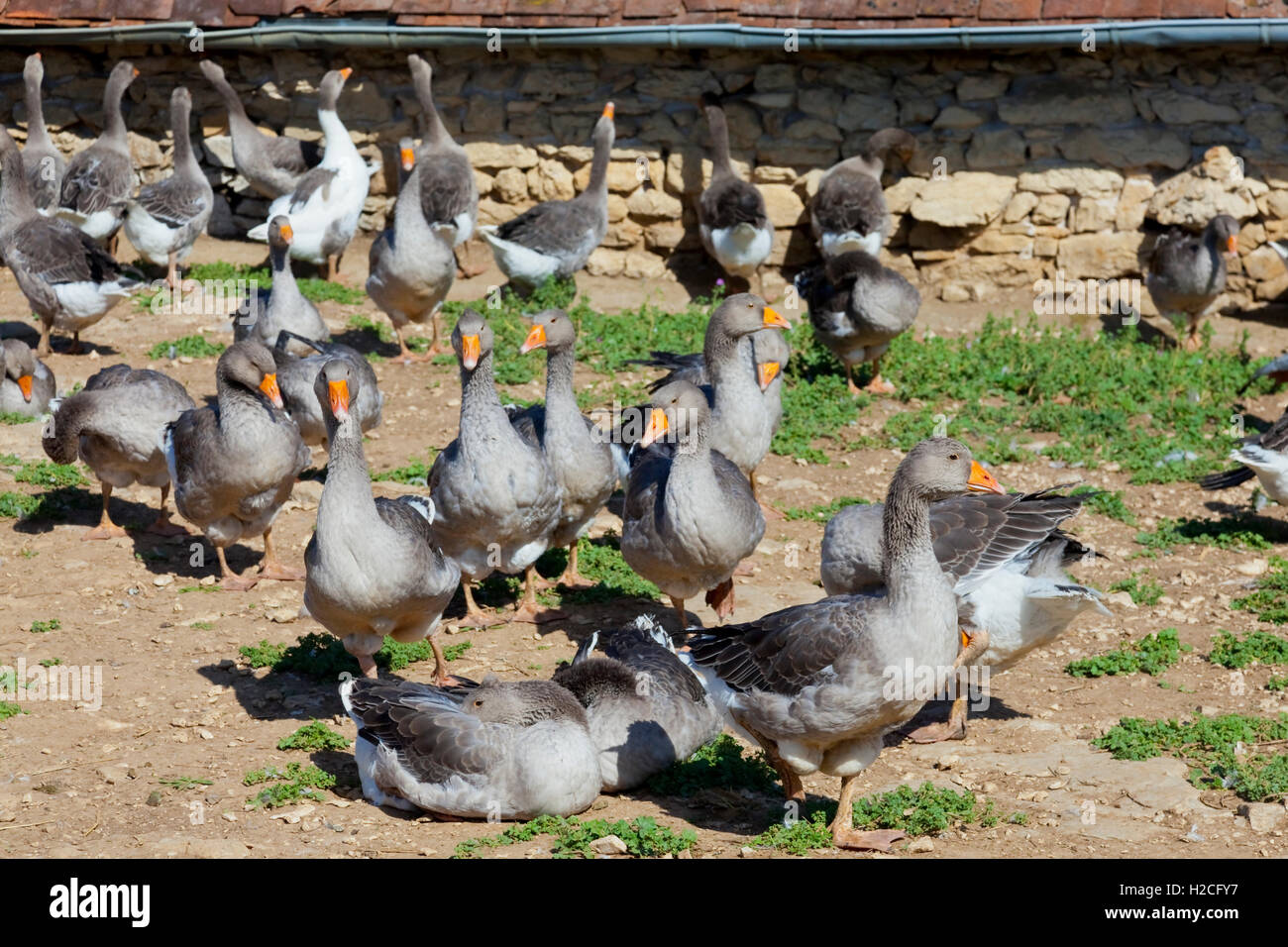 Gänse gezüchtet, um Stopfleber am französischen Hof produzieren Stockfoto