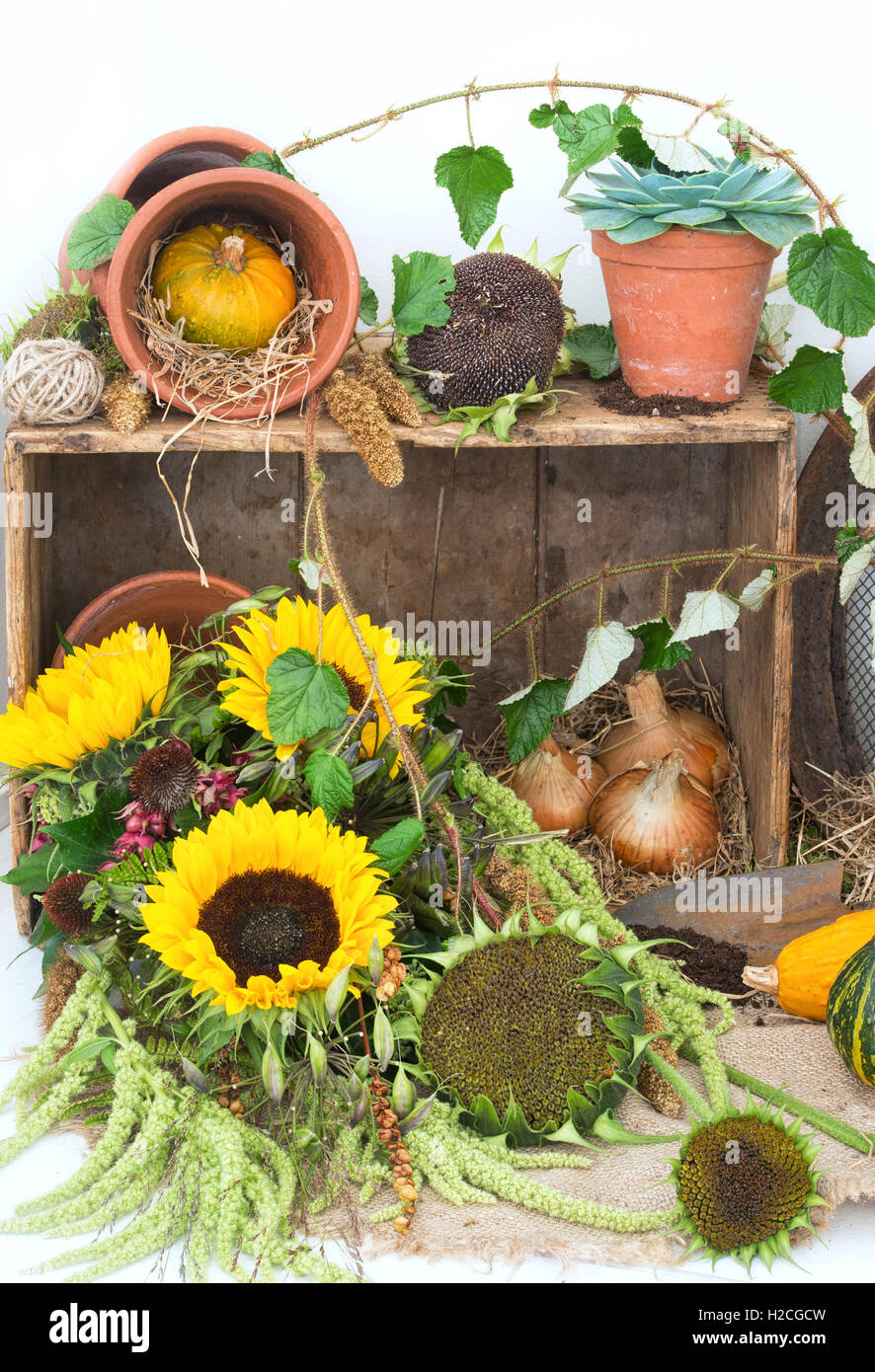 Holzkiste mit geernteten Gemüse und Sonnenblumen. Harrogate herbstliche Blumenschau. Harrogate, North Yorkshire, England Stockfoto