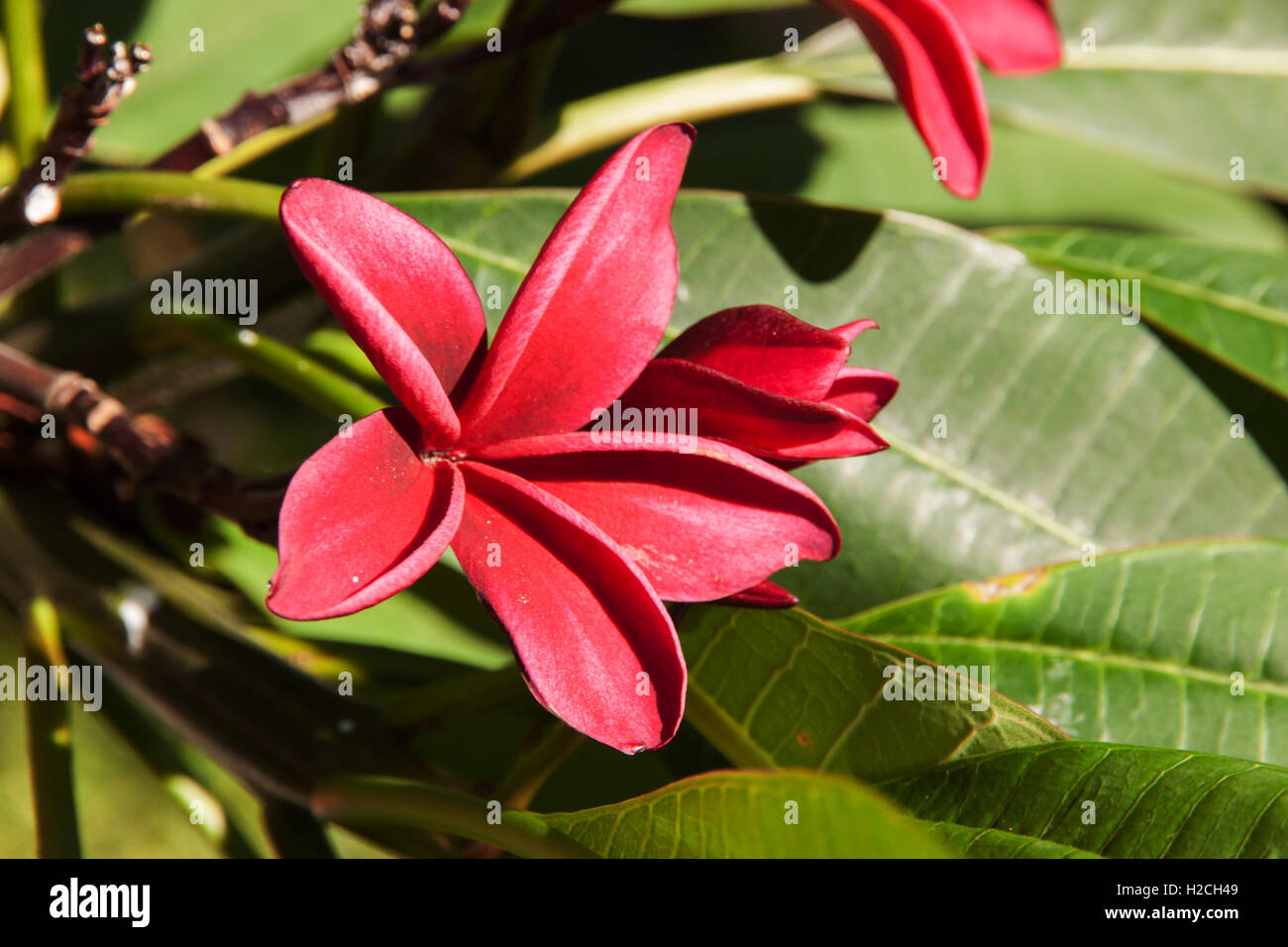 Rot Plumeria auf dem Baum Plumeria, Frangipani tropischen Blumen. Plumeria Acuminata Aiton oder West Indian Red Jasmine. Stockfoto