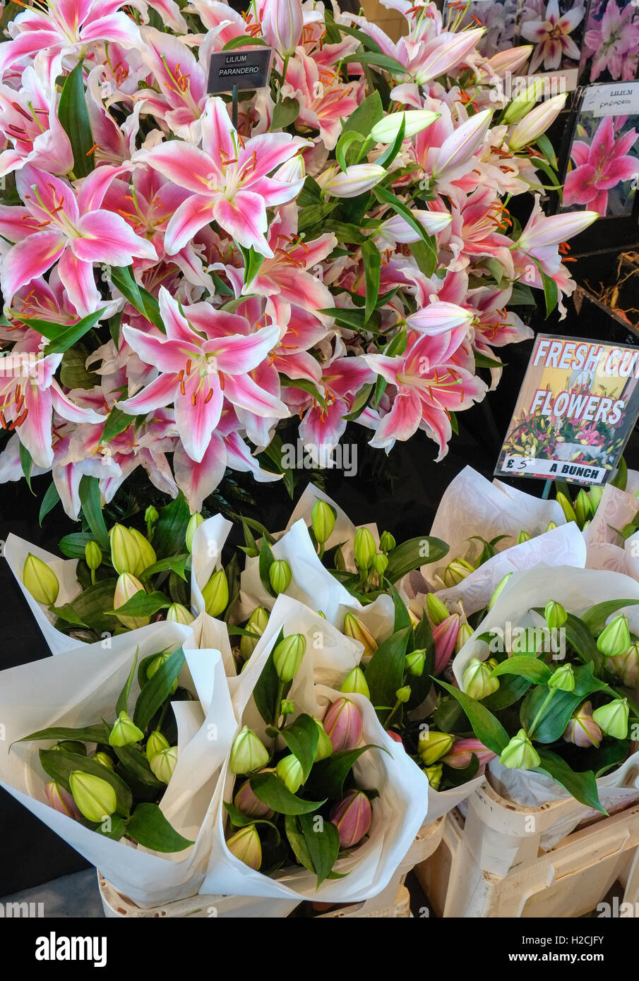 Frische Schnittblumen Lily angezeigt auf der Harrogate Herbst Flower Show, Yorkshire, Großbritannien Stockfoto