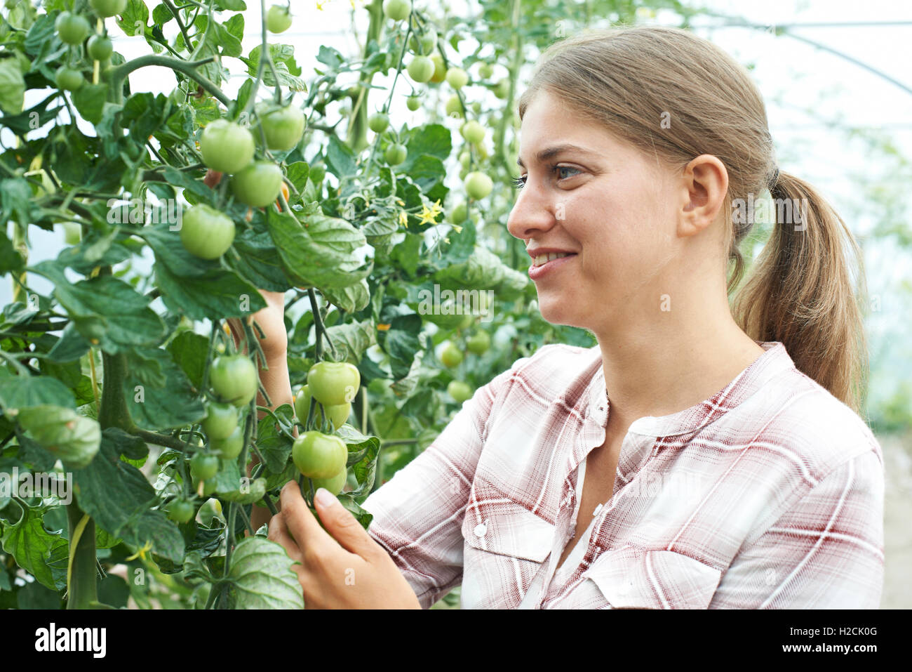 Weibliche Landarbeiter Check-Tomatenpflanzen im Gewächshaus Stockfoto