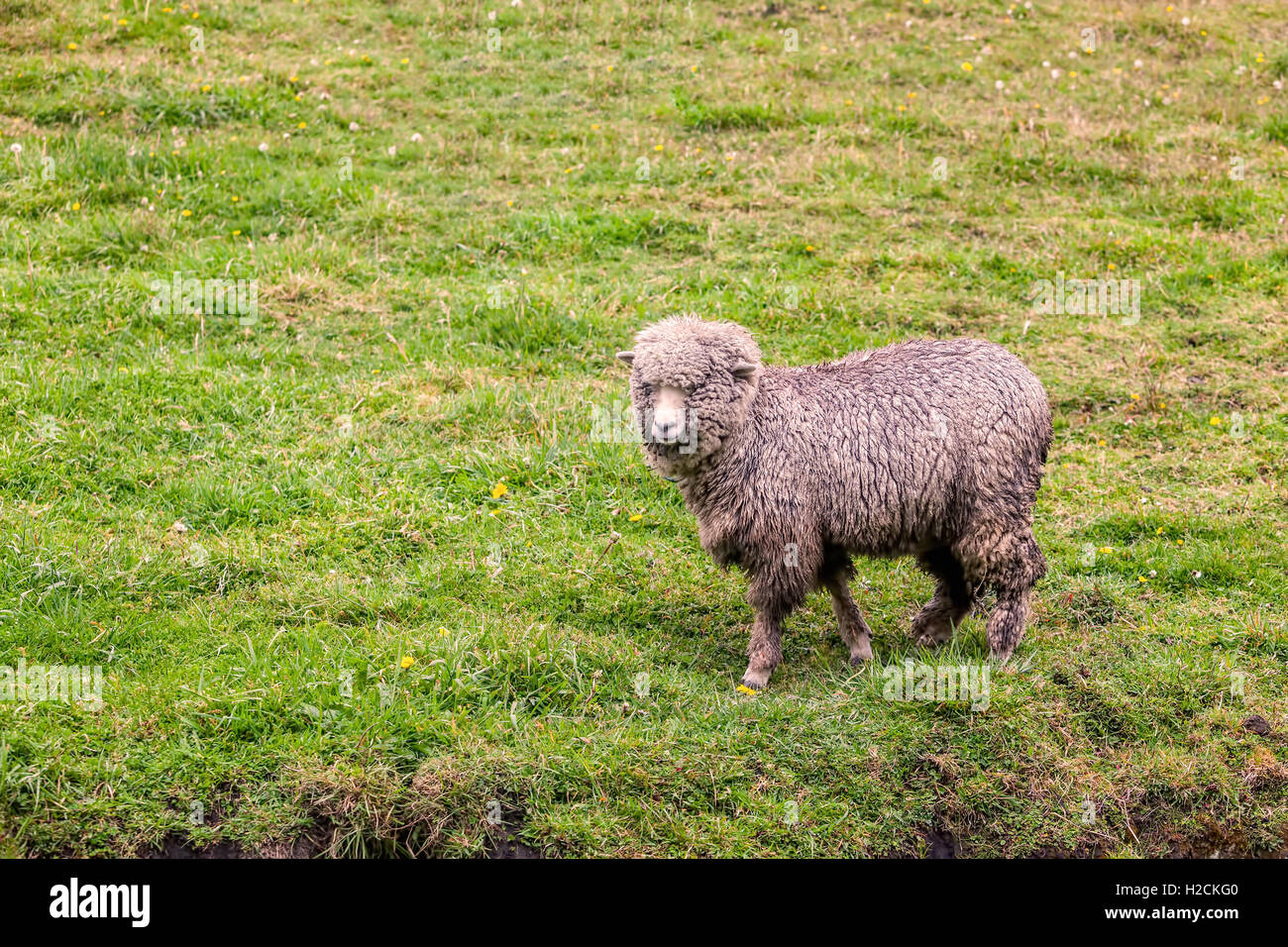 Ein Schaf im grünen Ackerland Wiese Anden, Ecuador, Südamerika Stockfoto