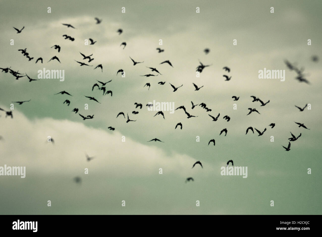 Vogelschwarm, fliegen in den Himmel. Selektiven Fokus. Dunkel, geheimnisvoll und stimmungsvolle Umgebung. Stockfoto