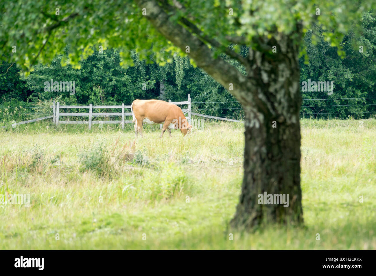 Kuh stehend in einer ländlichen Wiese, Schweden. Grüne Weiden und Rasen mit Textfreiraum. Stockfoto