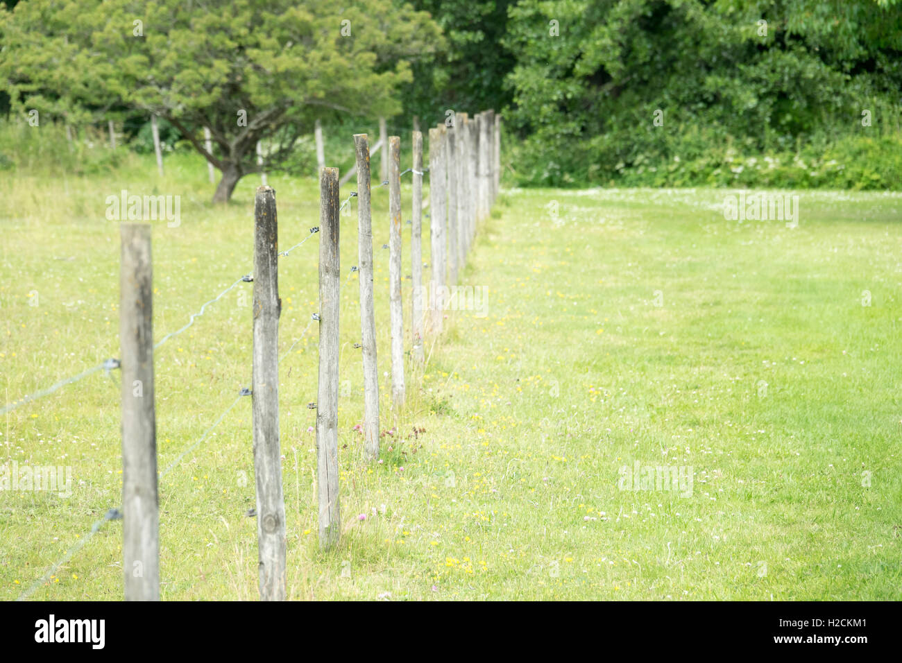 Zaun und grünen Wiese inmitten ländlicher Natur, Schweden Stockfoto