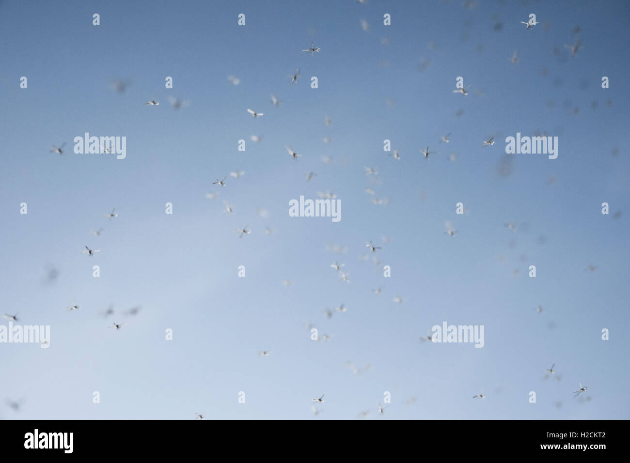 Schwarm von Mücken fliegen vor einem strahlend blauen Himmel. Stockfoto