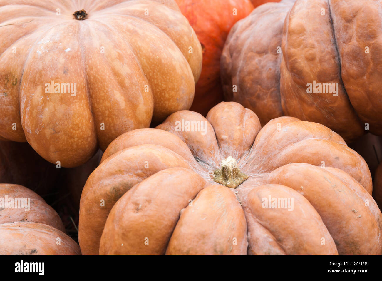 Haufen von orange Kürbisse. Closeup Ansicht frische Ernte von Gemüse. Herbst, Erntedankfest, Halloween Stockfoto