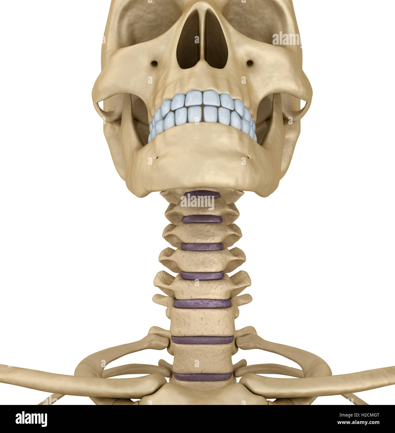 Menschlicher Schädel Skelett: Kehle, isoliert. Medizinisch genaue 3d Illustration. Stockfoto