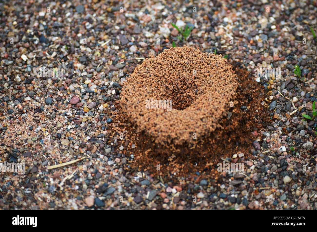 Eine Nahaufnahme Ameisenhaufen Stockfotografie - Alamy