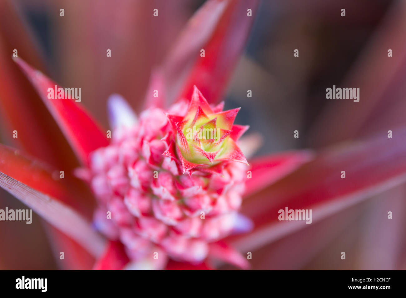 Nahaufnahme Rote Ananas Phantasie Blume Stockfoto