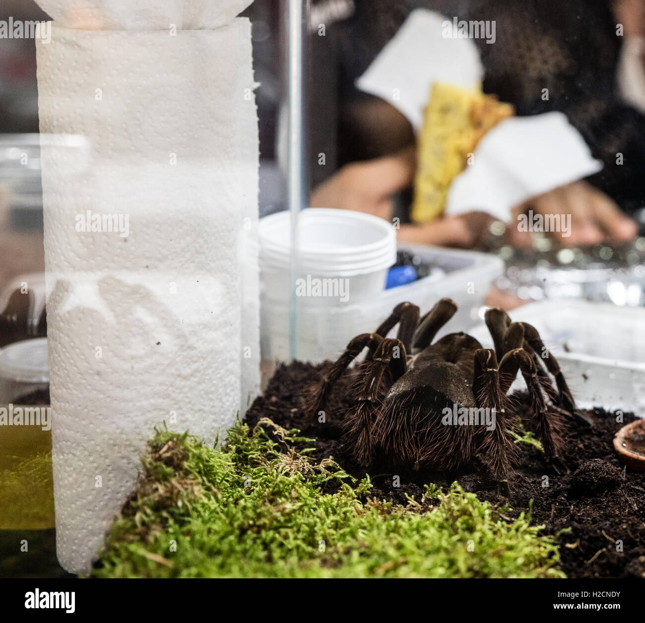 Ein Exemplar der Goliath Spider von Venezuela sehen eine Mahlzeit Stockfoto