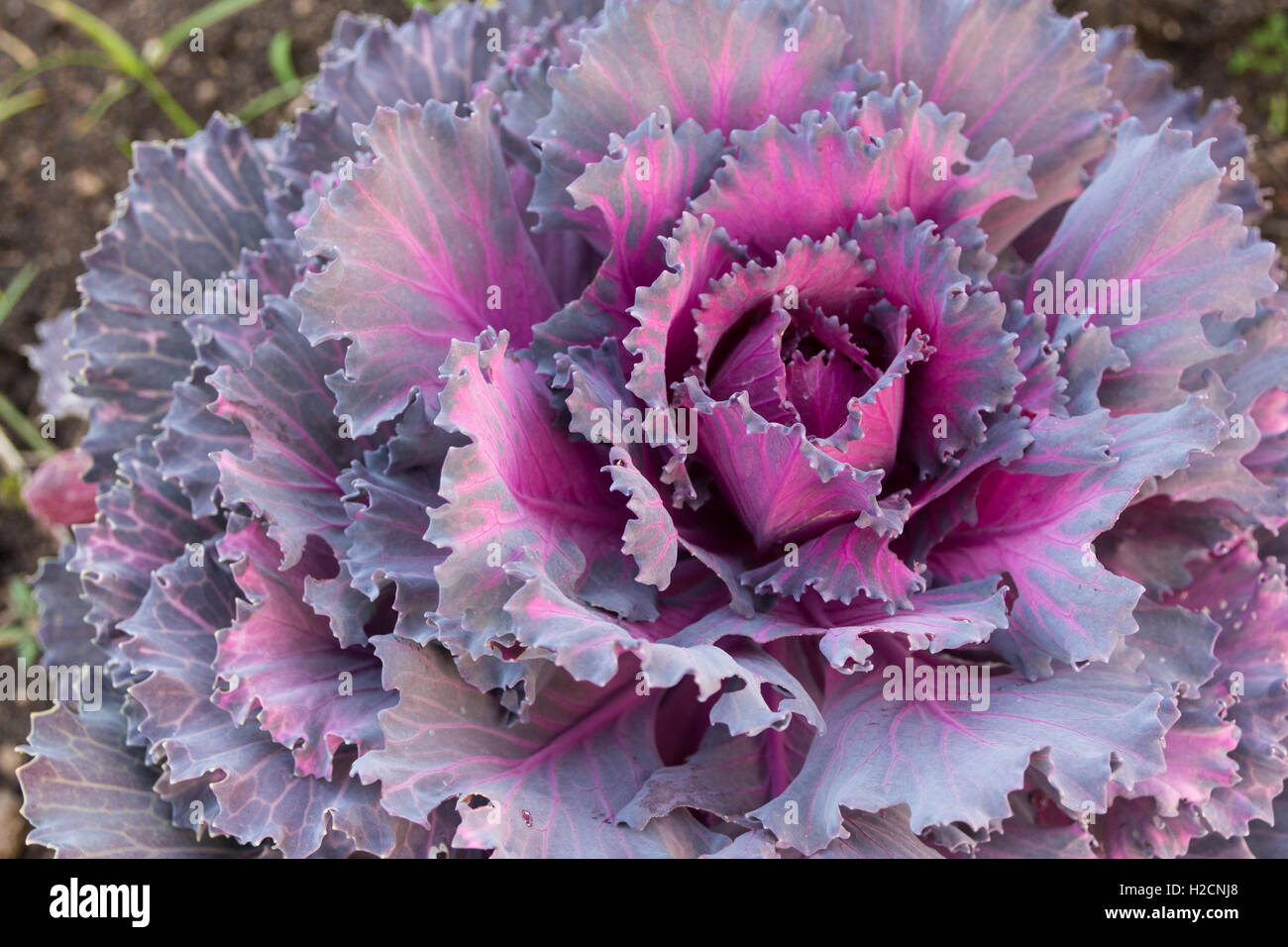 ausgefallene Kohl im Boden hautnah Stockfoto