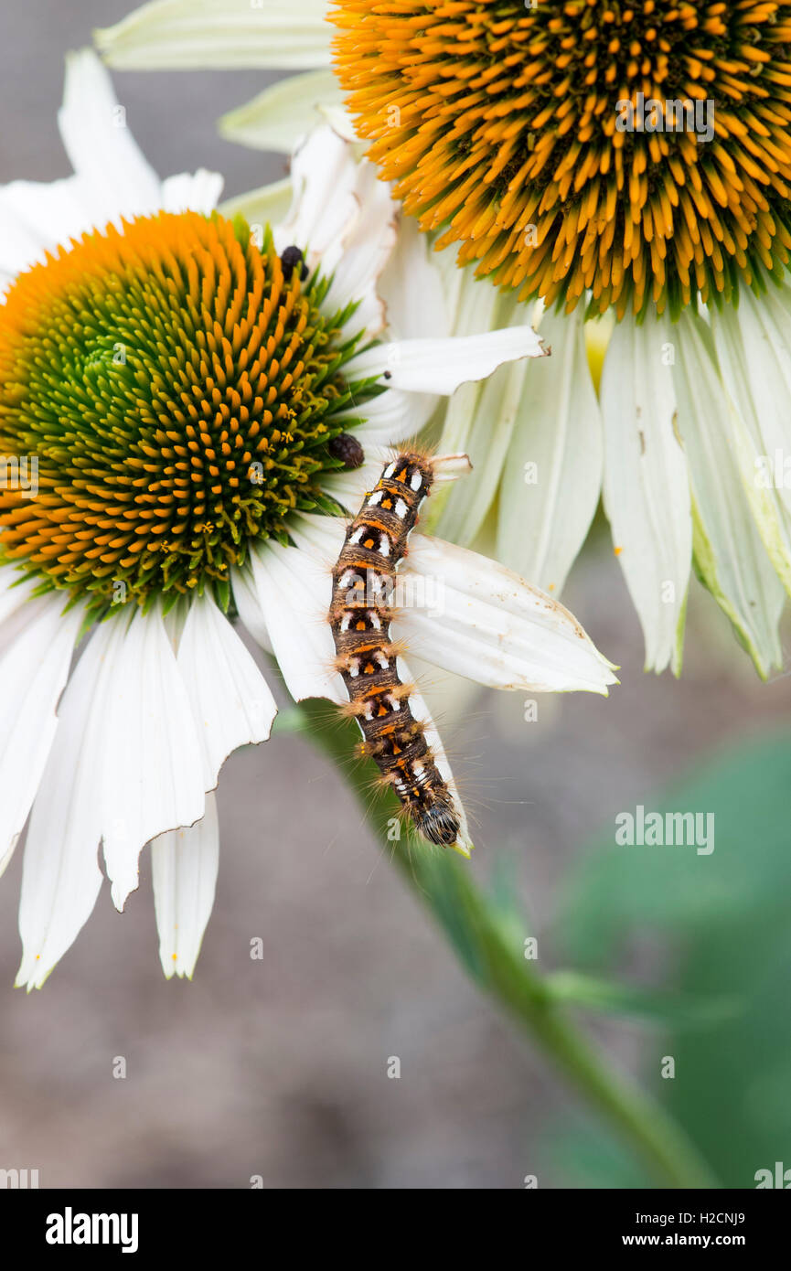 Acronicta Rumicis. Knot Grass Moth Raupe Fütterung auf einer Echinacea Blume. UK Stockfoto