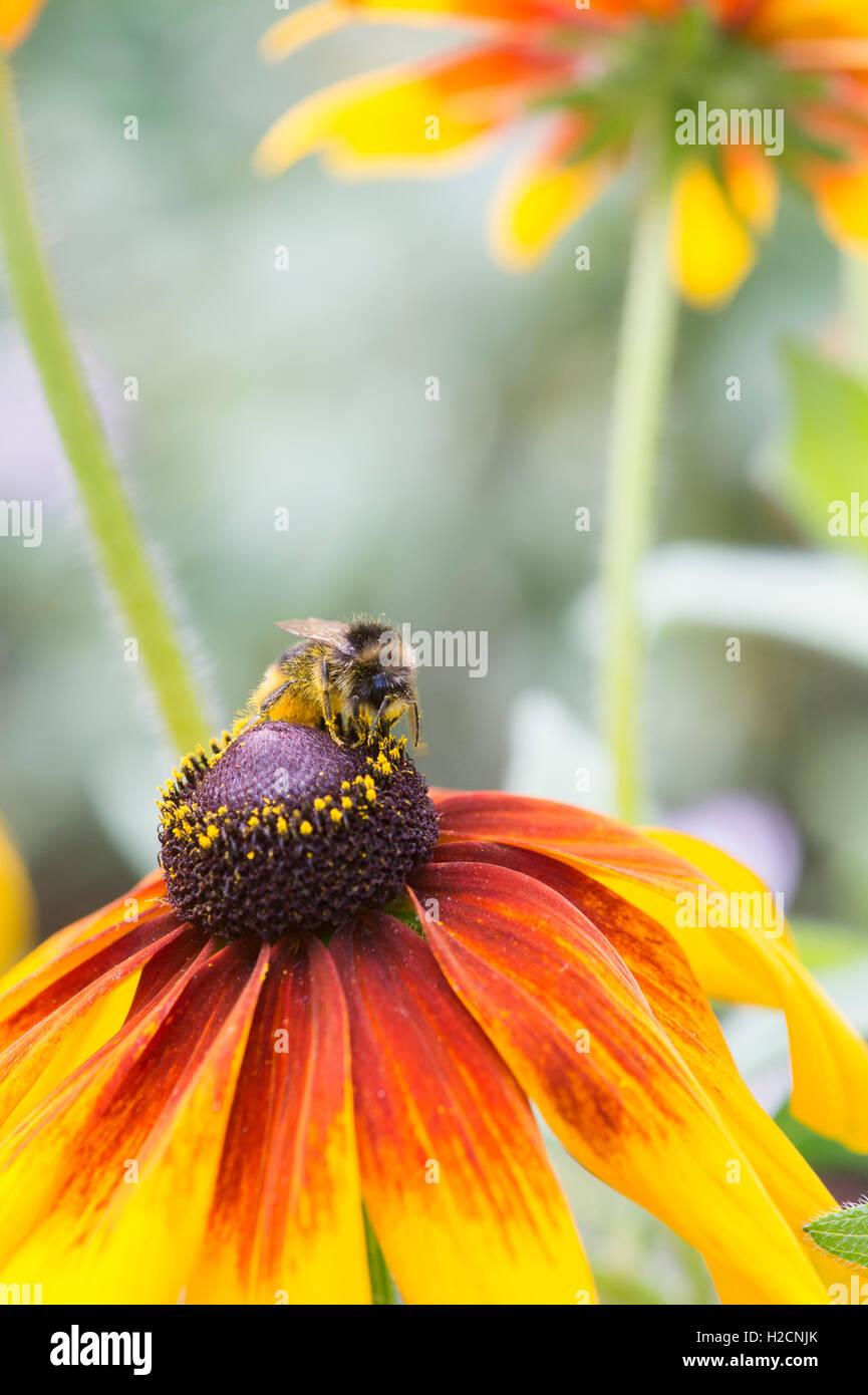Bombus Lucorum. Bumble Bee Pollen Fütterung auf eine Rudbeckia Blumen bedeckt Stockfoto