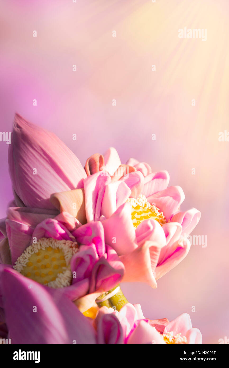 Rosa Lotusblume auf Hintergrund weichzeichnen Stockfoto