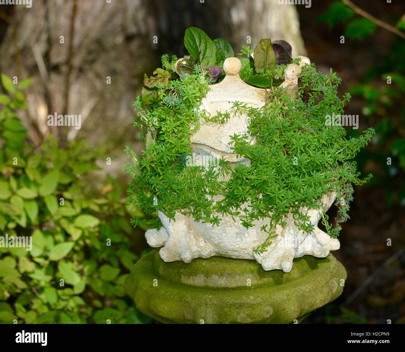 Hof Kunst, Frosch Pflanzer mit Pflanzen Stockfoto
