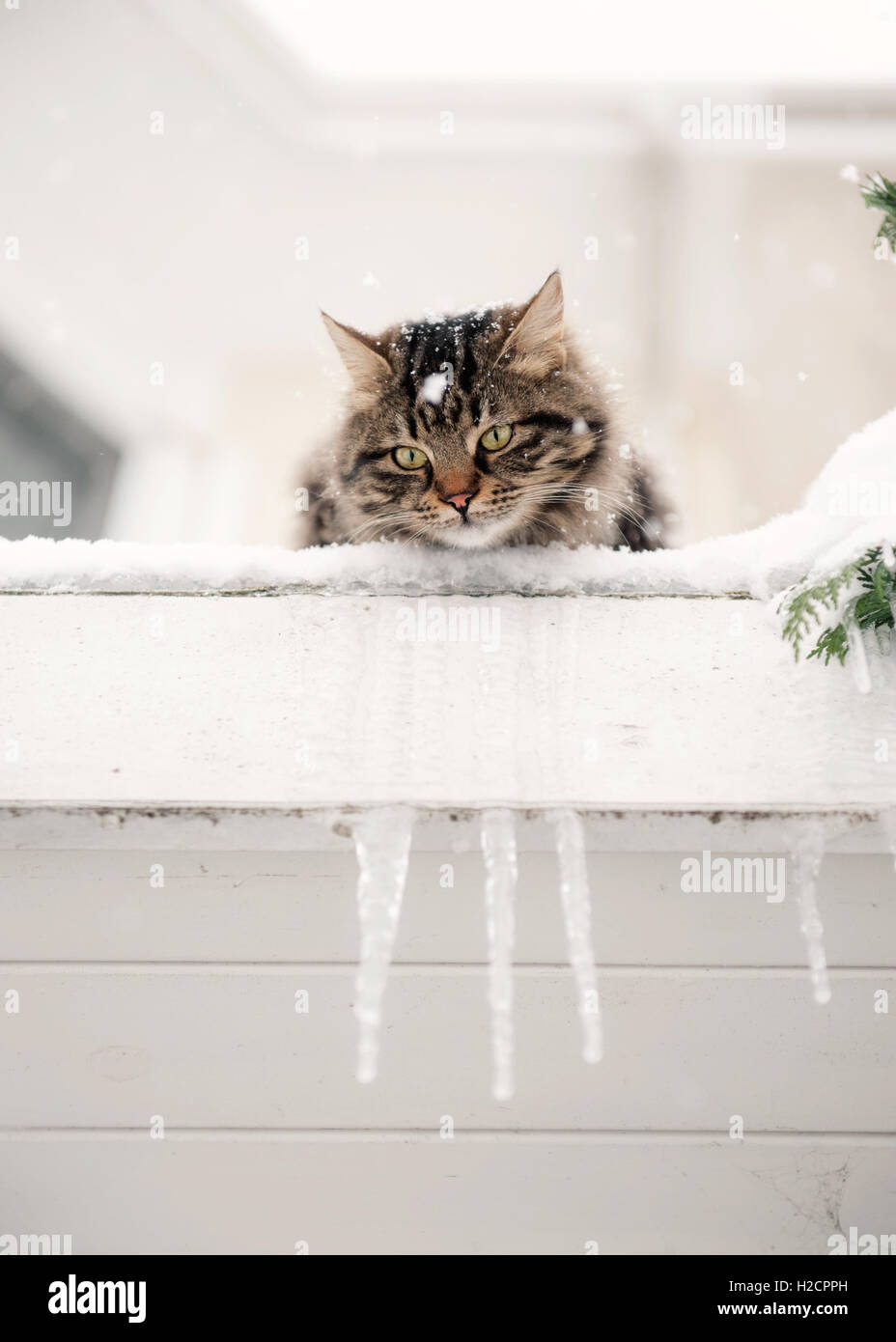 Flauschige tabby Katze im Schnee, Istanbul Stockfoto