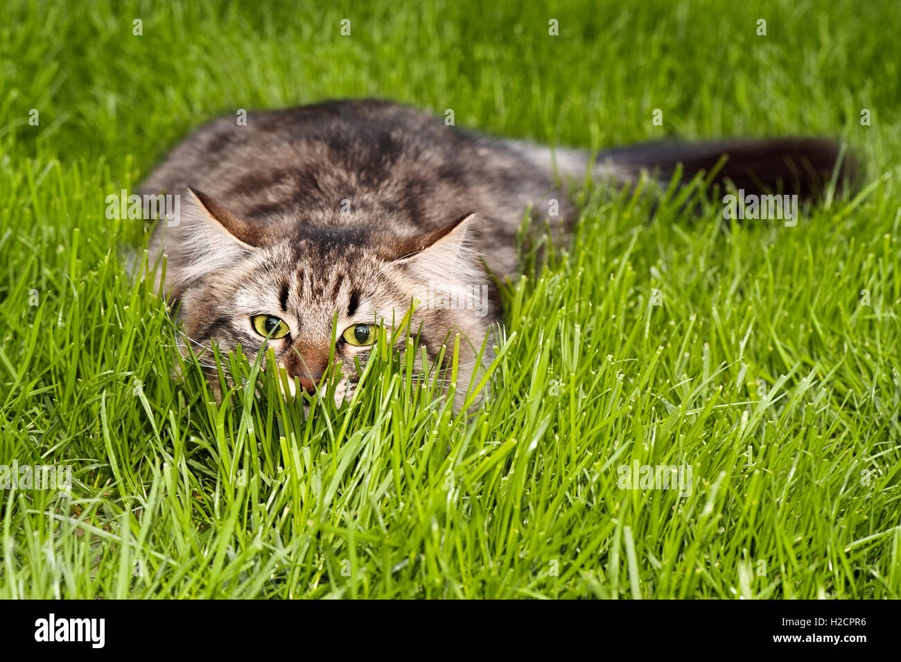 Eine verspielte Tabbykatze im grünen Gras, mit nach vorne gerichteten Augen, die einen Blick von intensiver Neugier oder Jagdverhalten gibt. Stockfoto