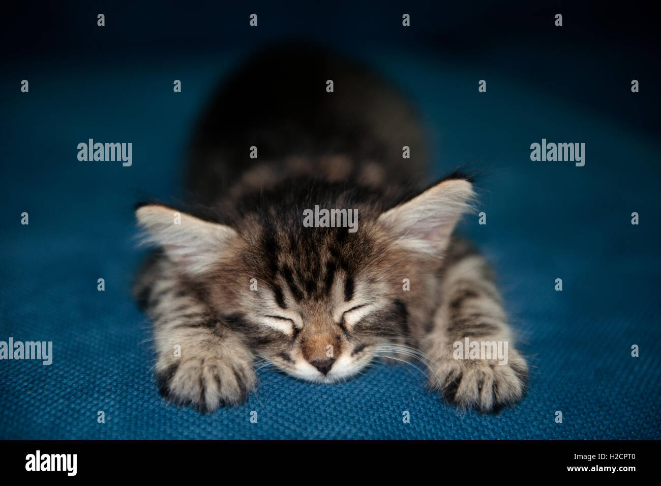BabyTabby Kätzchen Schlafen Stockfoto