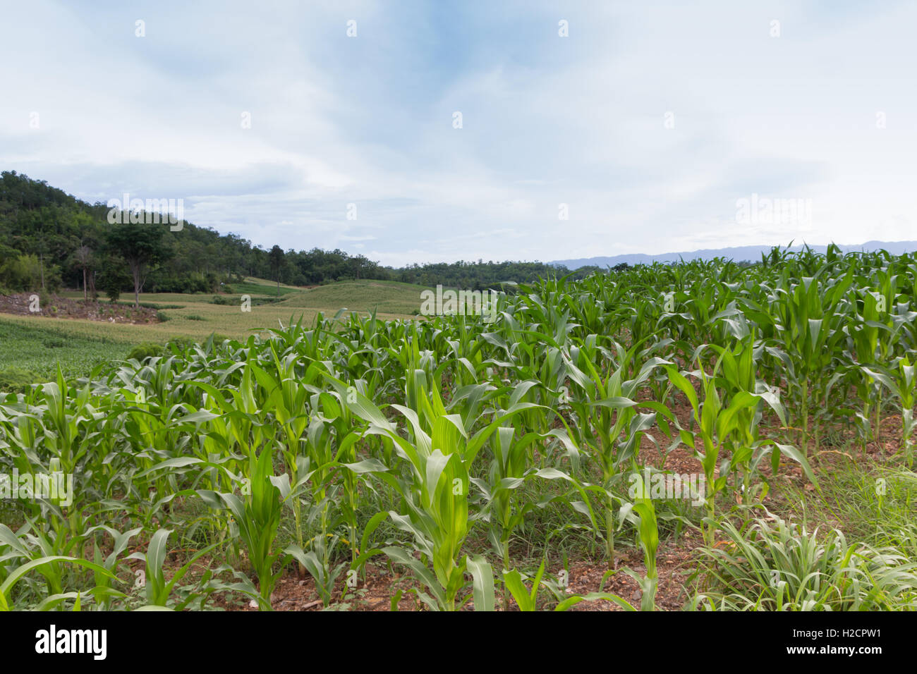 In einem Feld wachsen Mais Stockfoto
