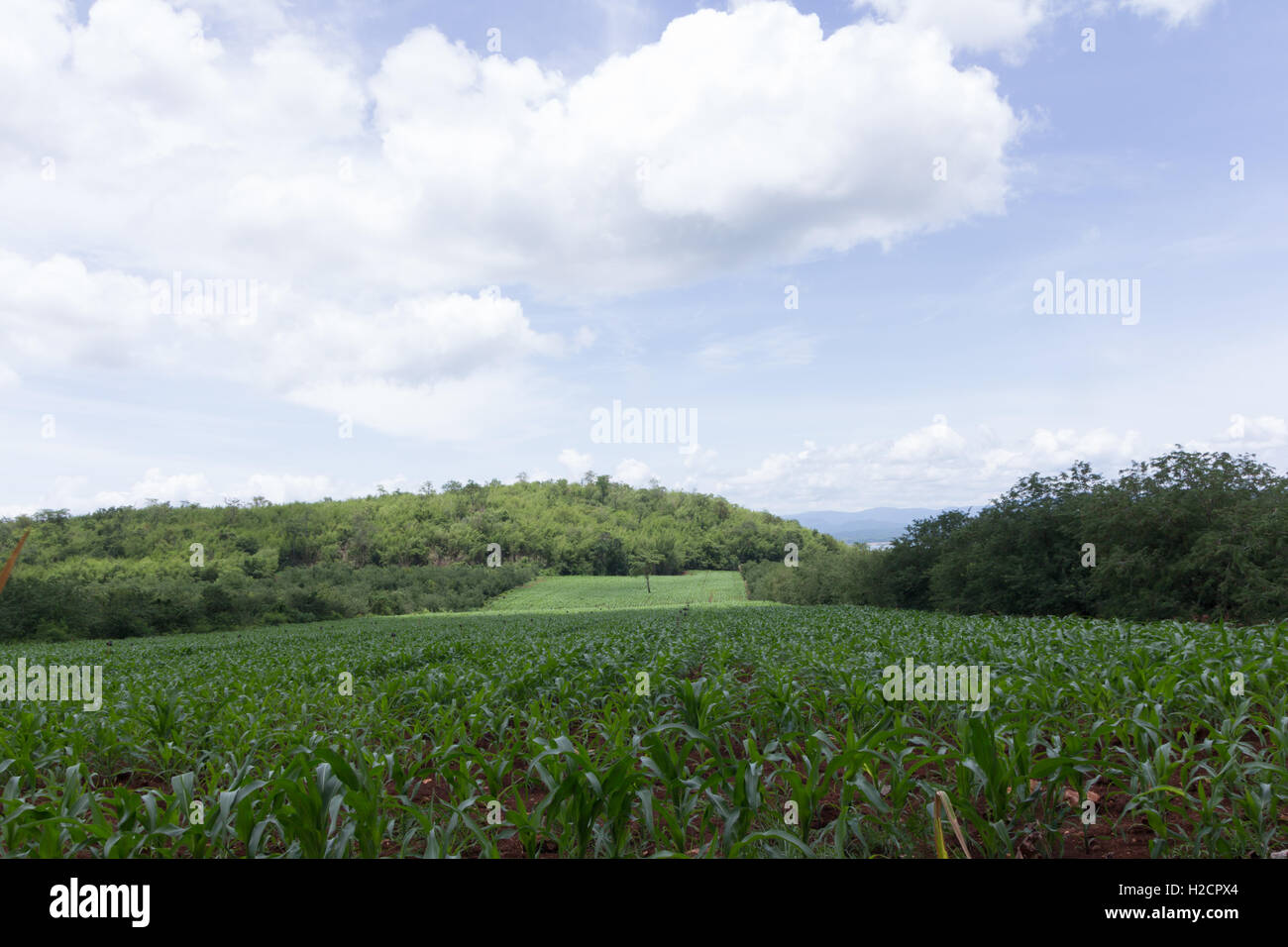 In einem Feld wachsen Mais Stockfoto
