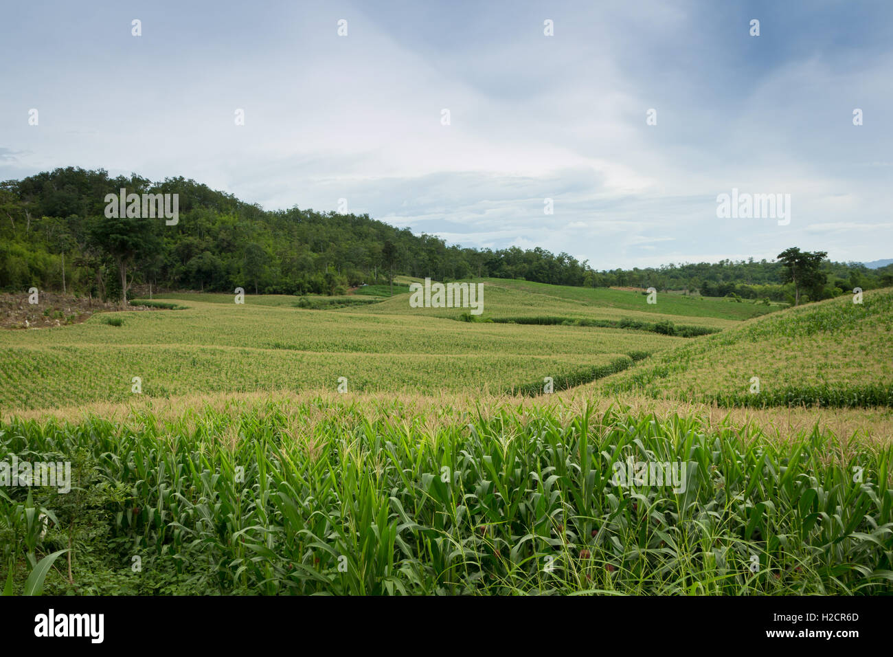 In einem Feld wachsen Mais Stockfoto