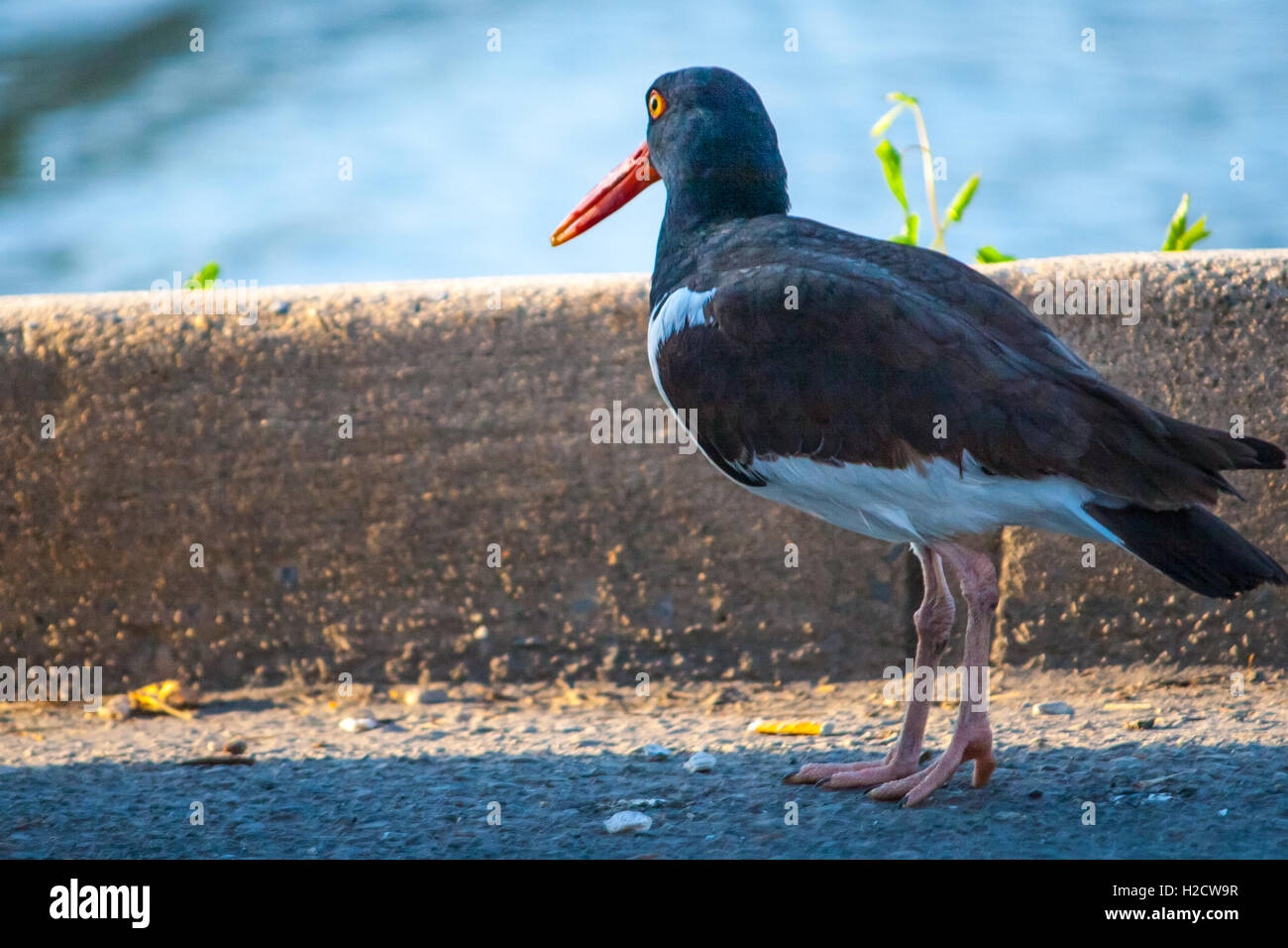 Amerikanische Austernfischer Fager Island Ocean City Maryland USA Stockfoto