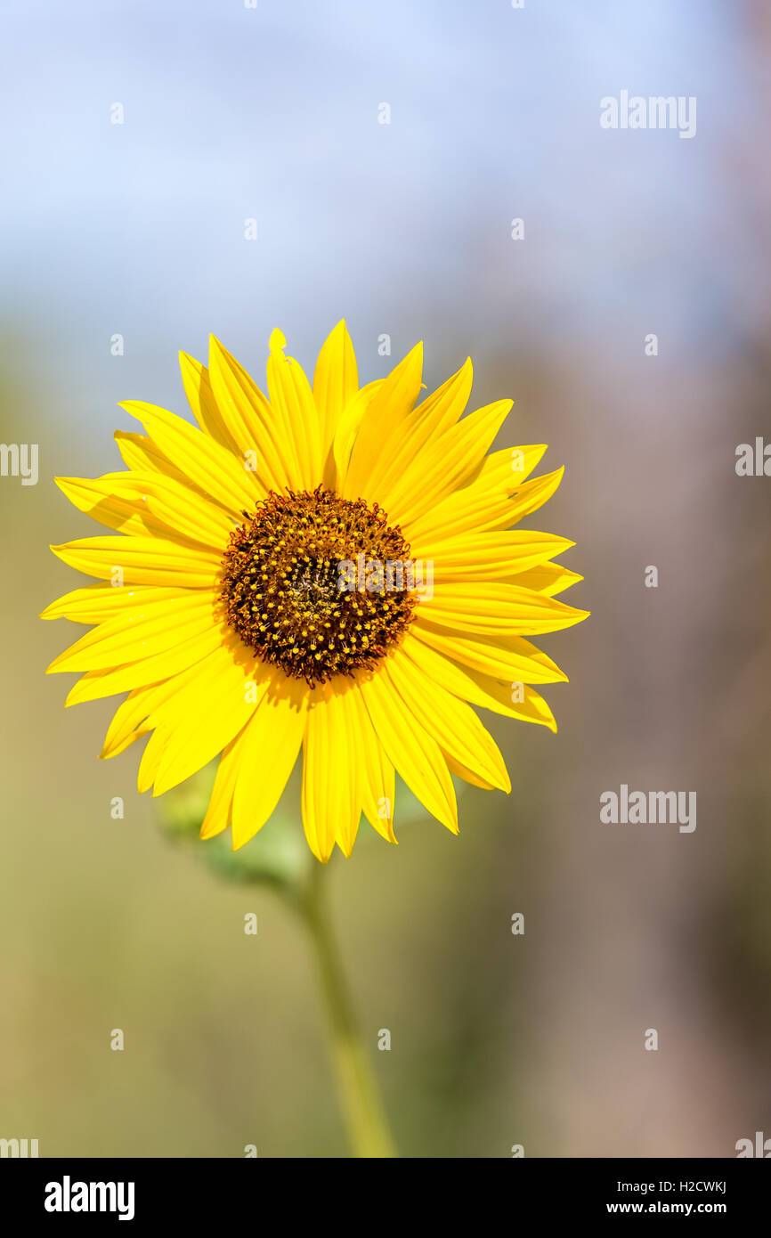 Eine Nahaufnahme einer einzigen wilden Sonnenblume in Kansas. Stockfoto