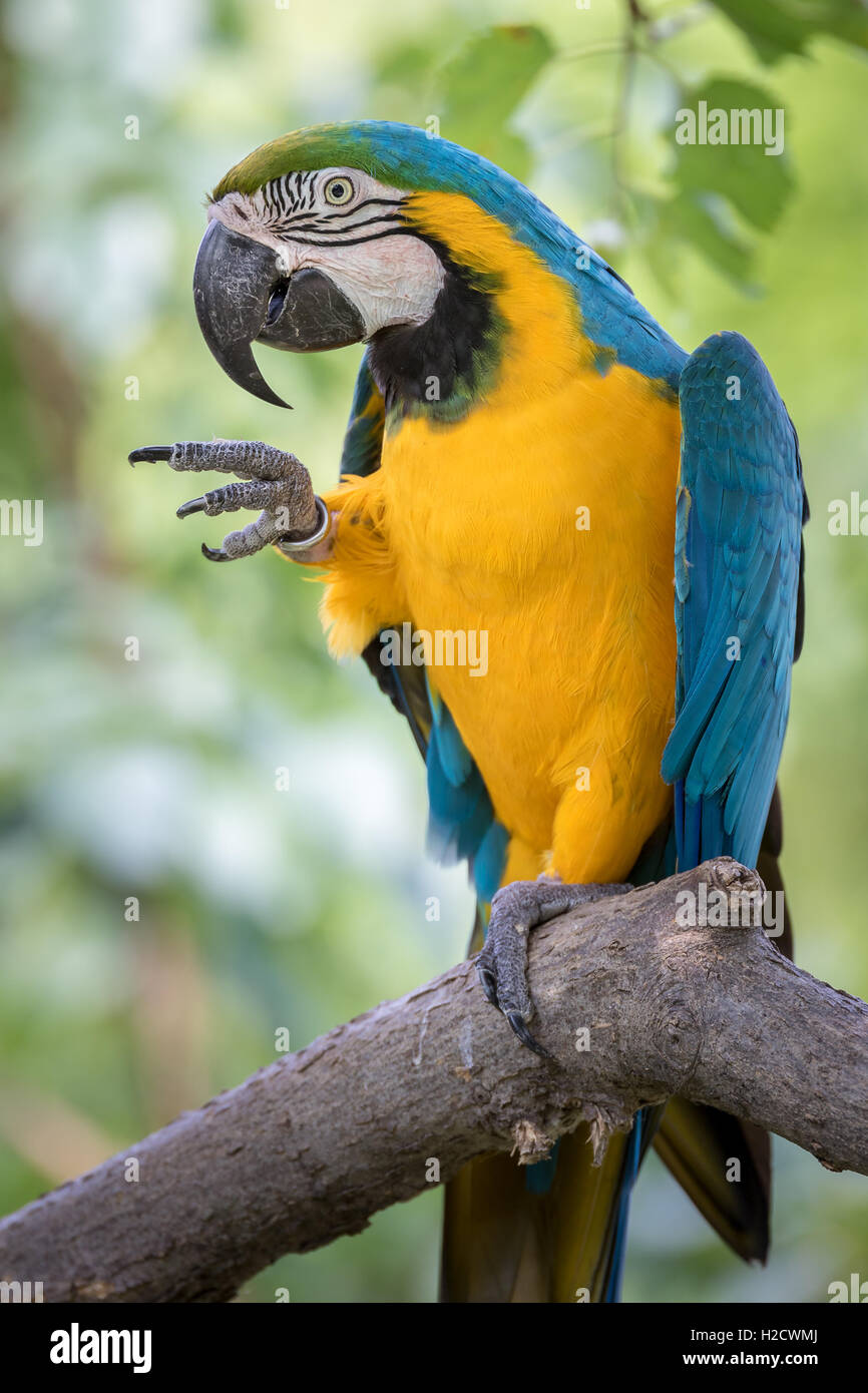 Papagei im Baum Stockfoto