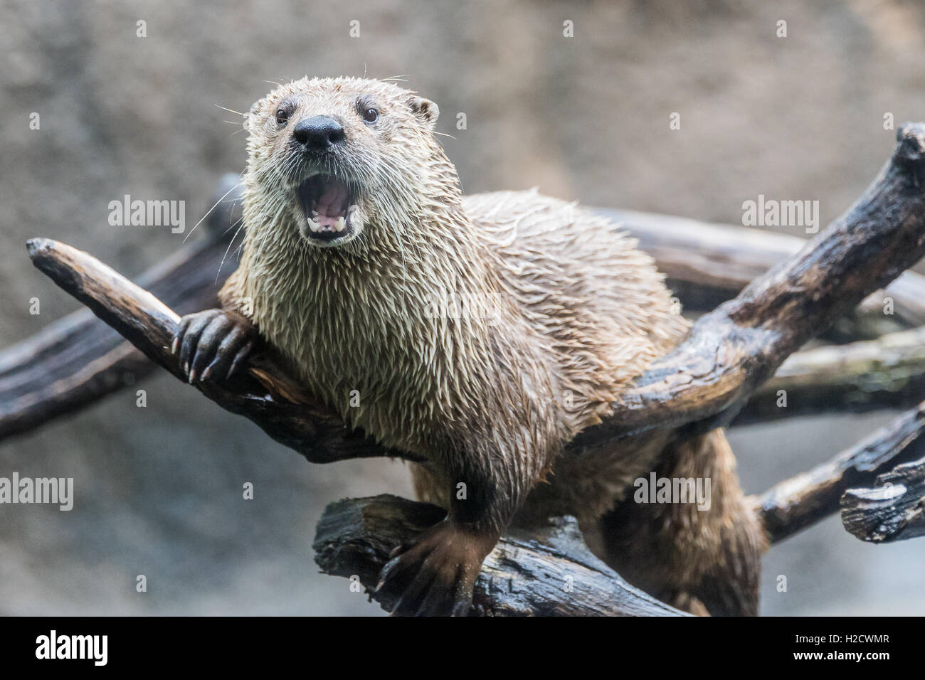 Otter sitzt auf einem Ast aus dem Wasser. Stockfoto