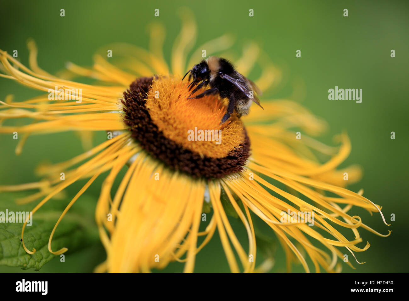 Riesige Inula Helenium, Blume mit einer Hummel Stockfoto
