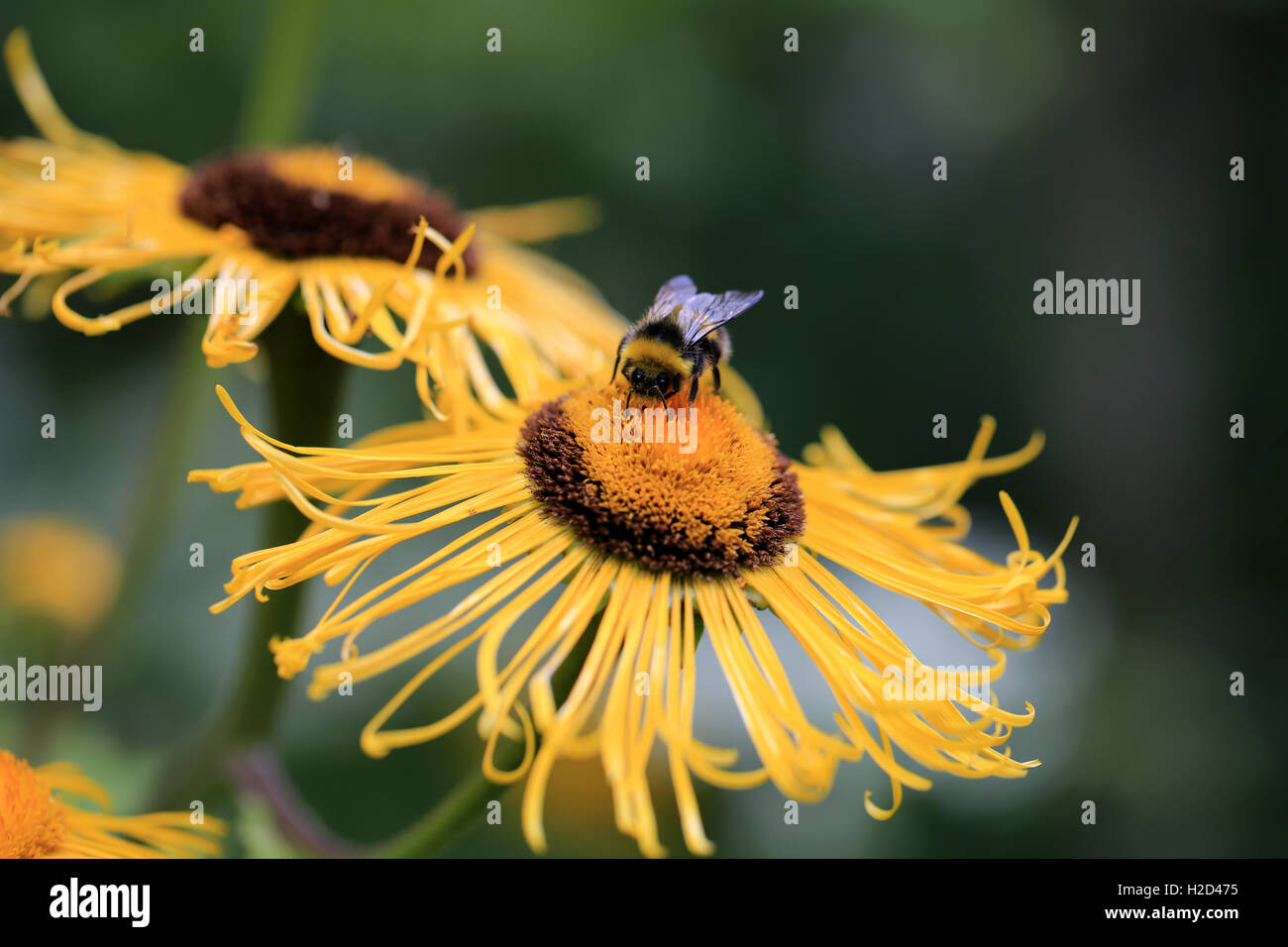 Riesige Inula Helenium Blumen mit einer Hummel Stockfoto