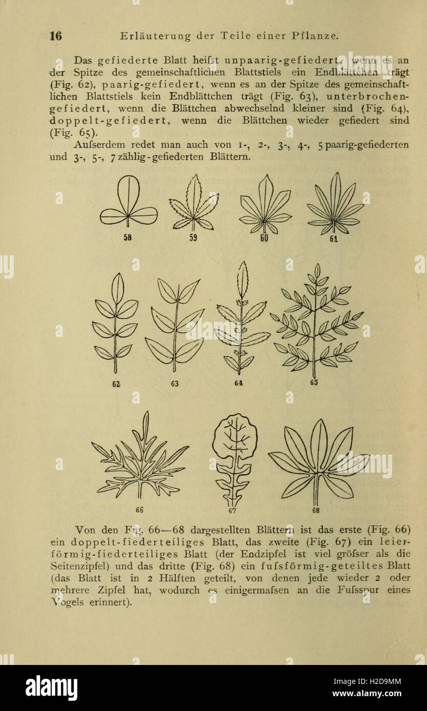 Anleitung Zum Botanisieren Und Zur Anlegung von Pflanzensammlungen (Seite 16) Stockfoto