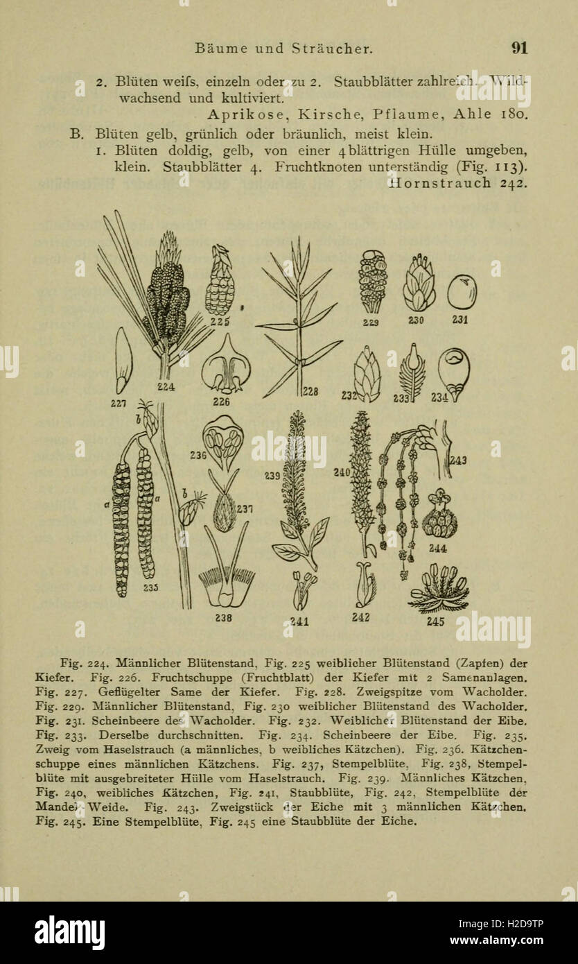 Anleitung Zum Botanisieren Und Zur Anlegung von Pflanzensammlungen (Seite 91) Stockfoto