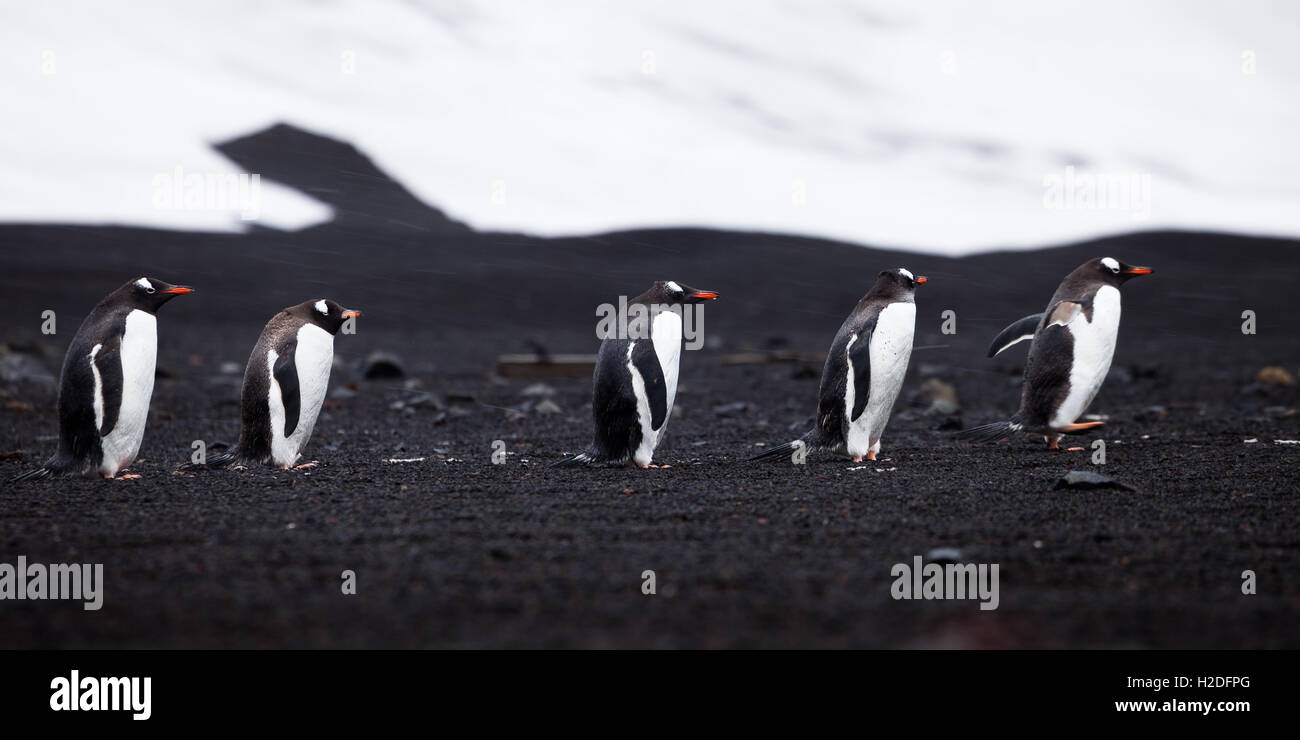 Gentoo Penguins, ihren Rücken zu einem Heulen des Windes, zu Fuß am Strand entlang auf Deception Island, Antarktis., Chile, Argentinien und Anta Stockfoto